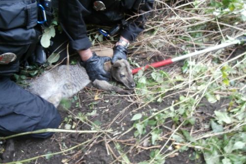 Foto: Strážníci v Plzni odchytávali klokana