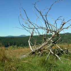 Šumava nabízí pět nových oblastí pro výpravy do divočiny 