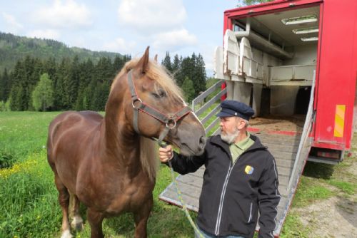 Foto: Šumavským lesům pomáhají dva noví koně 