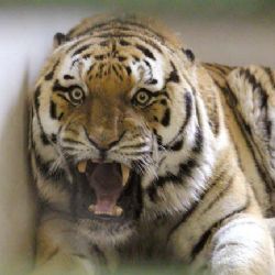 Na celý projekt Stopy člověka v zoo nejsou peníze