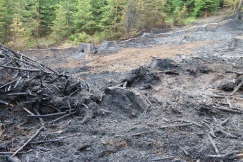 Foto: U Broumova hořel les na ploše 3000 m2 