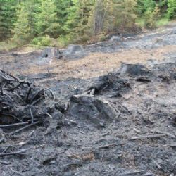 U Broumova hořel les na ploše 3000 m2 