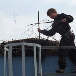 V Nýřanech zas hnízdí čápi, budou mít novou podložku