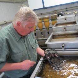 V šumavských řekách přibyli pstruzi potoční 