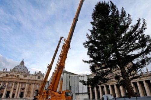 Foto: Vatikán bude na Vánoce zdobit strom z Domažlicka