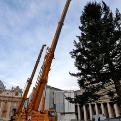 Vatikán bude na Vánoce zdobit strom z Domažlicka