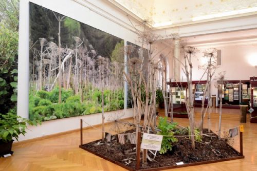 Foto: Výstava Džungle za plotem v Západočeském muzeu v Plzni