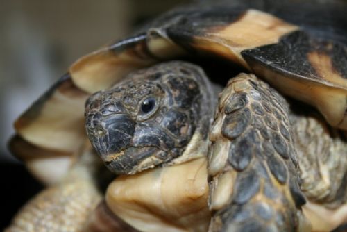Foto: Vzácná želva vroubená čeká v Rokycanech na majitele 