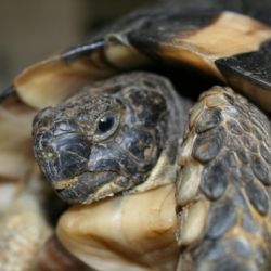 Vzácná želva vroubená čeká v Rokycanech na majitele 