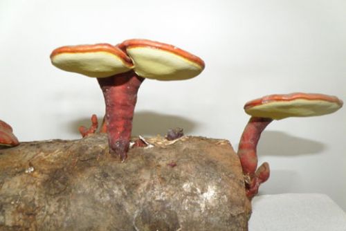Foto: Zázračná houba Reishi