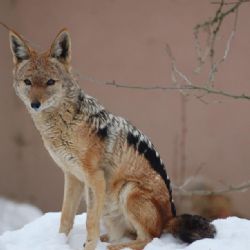 ZOO A BZ PLZEŇ vyhlašují FOTOSOUTĚZ!