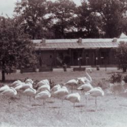 ZOO Plzeň roku 1978