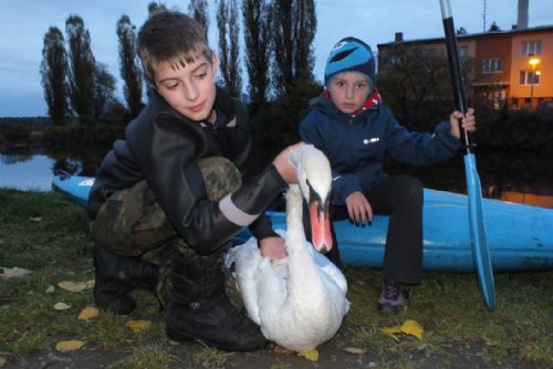 Foto: Zraněná labuť z rybníku v Líních skončila u veterináře 