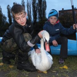 Zraněná labuť z rybníku v Líních skončila u veterináře 