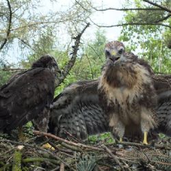 Zvířecí záchranáři mají fofr: Adopce káněte i kosí bratři