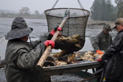 Foto: Rybáři v sobotu loví Drahotínský rybník, přijďte si pro kapra