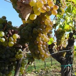 Dobřany zvou v sobotu na vinobraní a pouť na Kamínku 