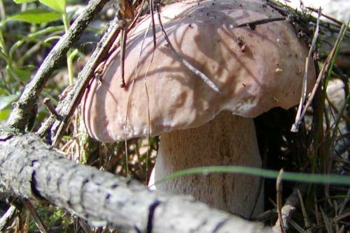 Foto: Šumavu obléhají houbaři, nosí plné košíky hřibů a lišek