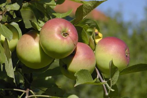Foto: Krasíkov se dnes opět halí do vůně jablek
