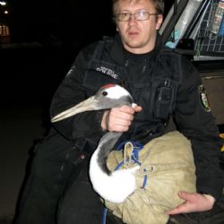 Jeřáb mandžuský, který ulétl ze zoo, je zpátky ve výběhu