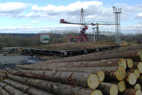 Foto: V lese u Týnce se ztratilo dřevo za 75 tisíc