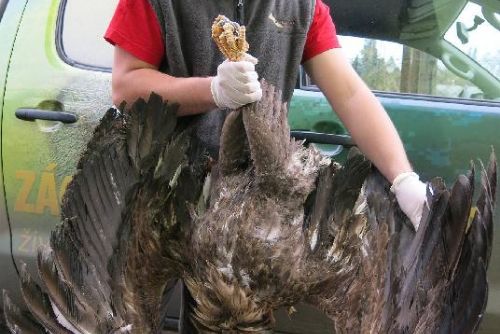 Foto: Kriminalisté prověřují otravu orla mořského