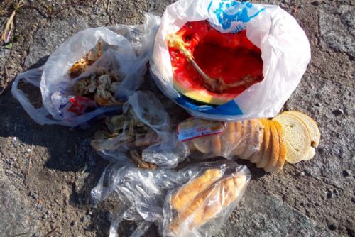 Foto: Labutě na Nováčku lidé nesmyslně krmí melouny a kuřaty