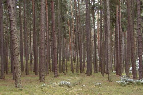 Foto: Škodovka zmizela v Sušici, našli ji v lese u Týnce