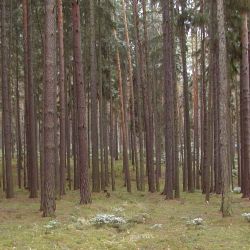 Kalamita postihla také obecní lesy