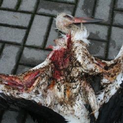 Mirošovského čápa zabila elektřina 