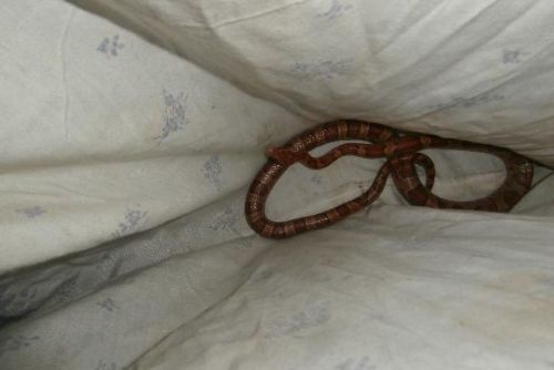 Foto: Muže překvapil ve sklepě had