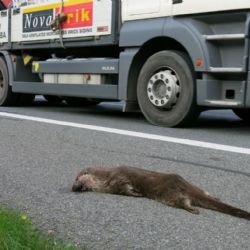 Na Plzeňsku se daří vydrám, některé ale končí pod koly