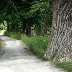 Obnovit Kilometrovku pomůže Plzni dotace 