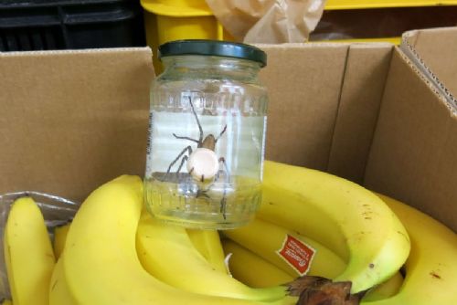 Foto: Pavouk přicestoval do Třemošné na banánech z Martiniku 
