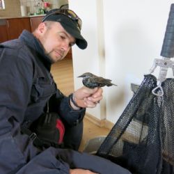 Perné dny zvířecích záchranářů: Špaček v krbu i labuť na benzině