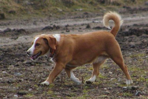 Foto: V lese u Jirné našla seniorka psa ubitého k smrti