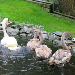 Plzeňáci pomáhali labutím z chodovského Bahňáku