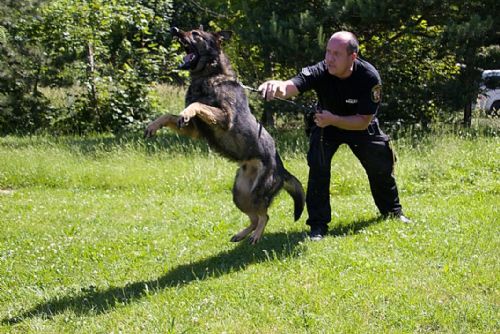 Foto: Plzeňští strážníci mají dva nové psí pomocníky Vira a Dara