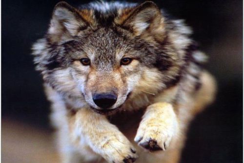 Foto: Rokycanští ochranáři zvou na nedělní cyklosetkání s vlky