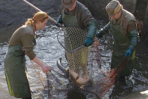 Foto: V rybníku v Nevolicích uhynula stovka ryb