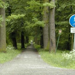 Do Česka se vrací aleje. Obce mohou žádat o dotace 