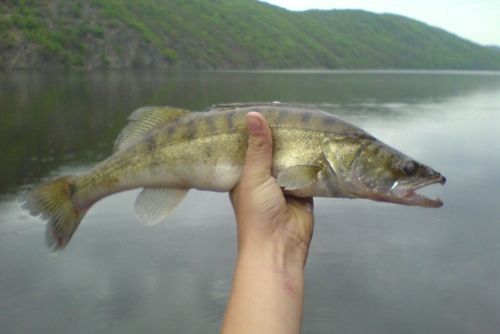 Foto: Stovky ryb uhynuly na přehradě Hracholusky u Plzně