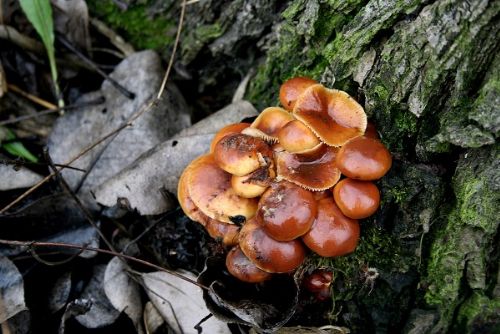 Foto: Teplé počasí v letošní zimě těší houbaře