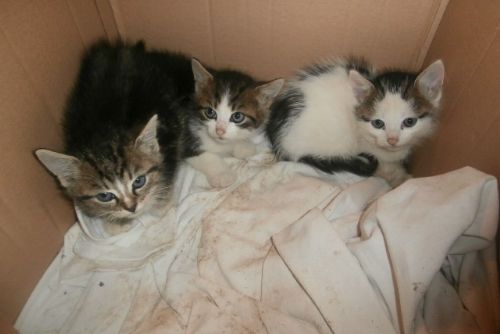 Foto: U Olympie v Plzni někdo odložil tři dvouměsíční koťata
