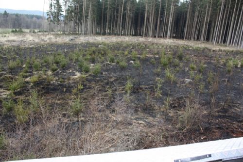 Foto: V Nové Huti shořela lesní školka, někdo ji asi zapálil
