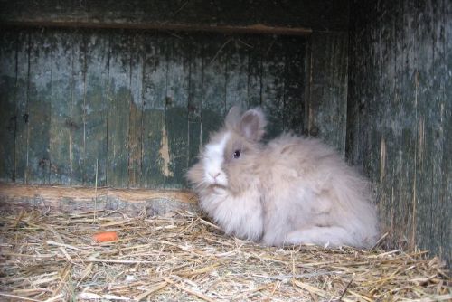 Foto: V Tachově ukradl čtyři králíky, jednoho stačil upéct 