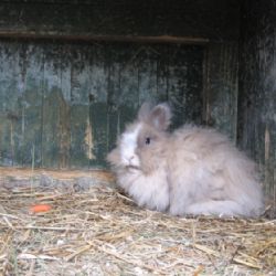 V Tachově ukradl čtyři králíky, jednoho stačil upéct 