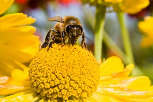 Foto: Včelaři v kraji si rozdělí 1,5 milionu korun