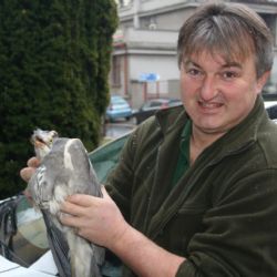 Volavka z Lážovic už nepotřebuje péči zvířecích záchranářů