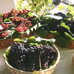 Zelenohorská pošta chystá na konec září (medo)vinobraní